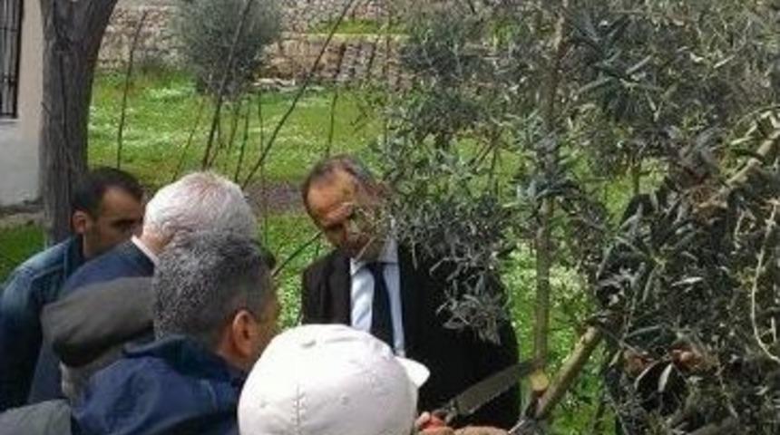 Didim Kaymakamı Y&ouml;nden Zeytin Budama Kursunu Ziyaret Etti