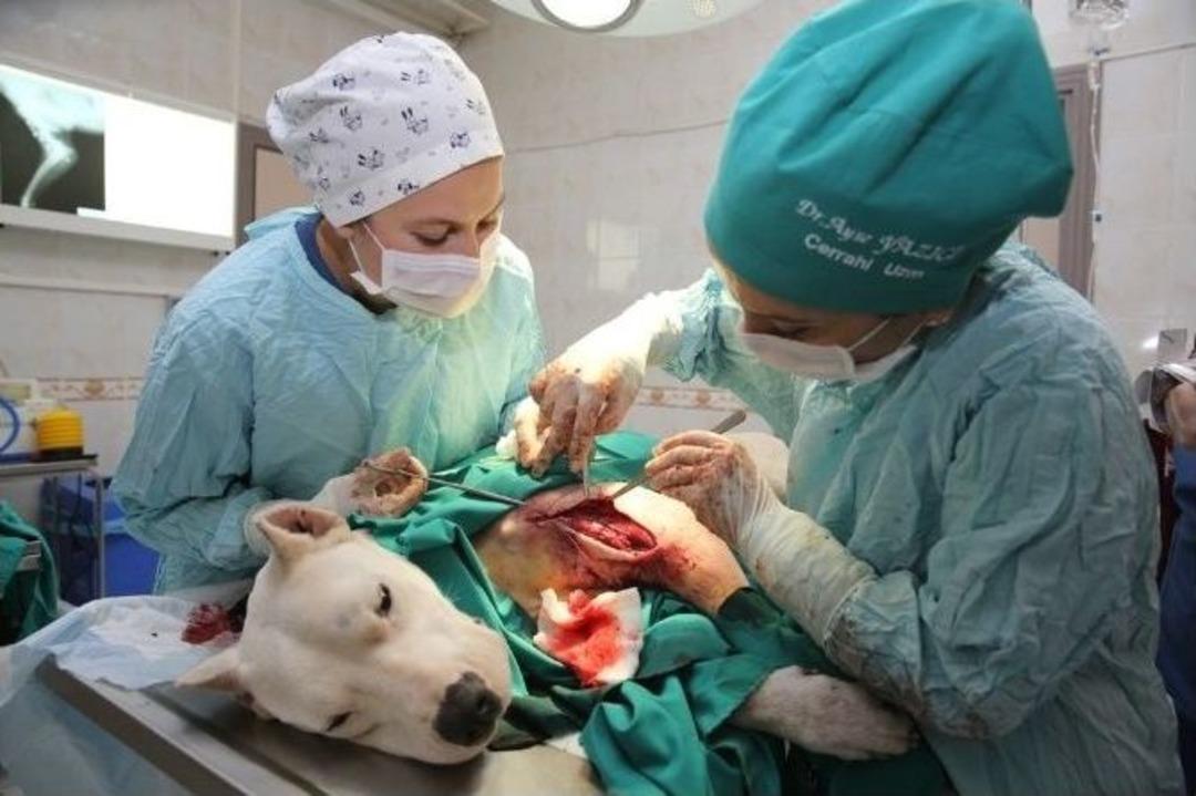 (&ouml;zel Haber) Pitbull Zannedip Silahla Vurdular