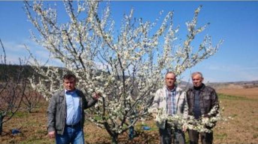 &Ccedil;i&ccedil;ek A&ccedil;an Meyve Ağa&ccedil;larını Don Vurdu