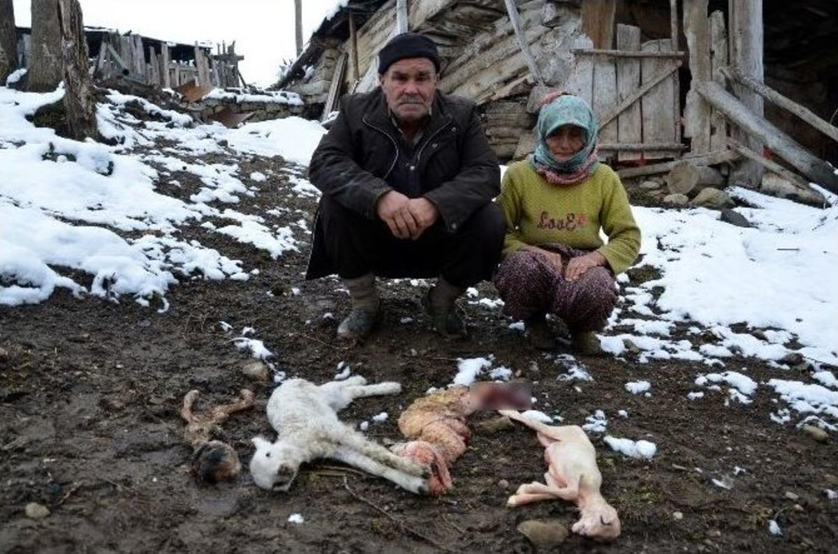 &Ccedil;orum&rsquo;da Toplu Hayvan &Ouml;l&uuml;mleri
