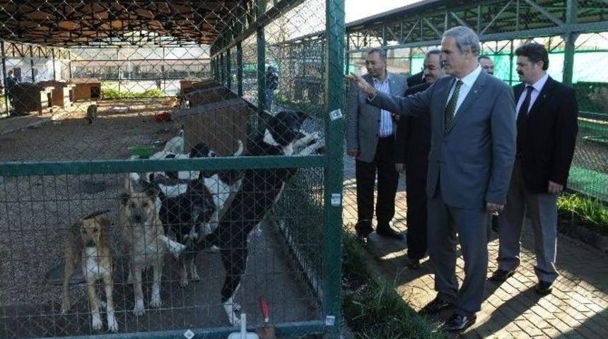 Chp&rsquo;nin Barınak Hayvanlarının Satıldığı İddiasına Altepe&rsquo;den Cevap