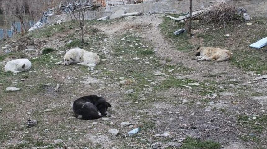 Başıboş K&ouml;pekler Tehlike Sa&ccedil;ıyor