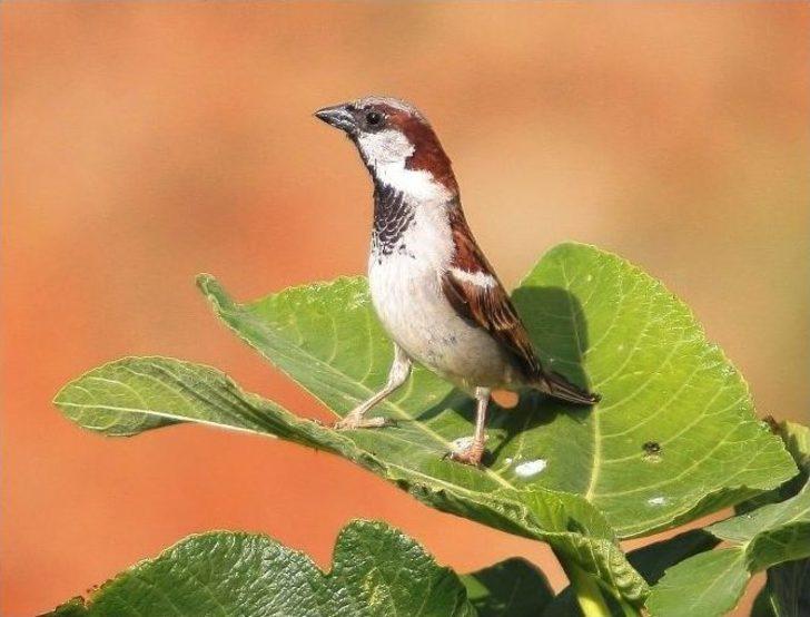 (özel Haber) Bir Cennet Yok Oluyor! G2