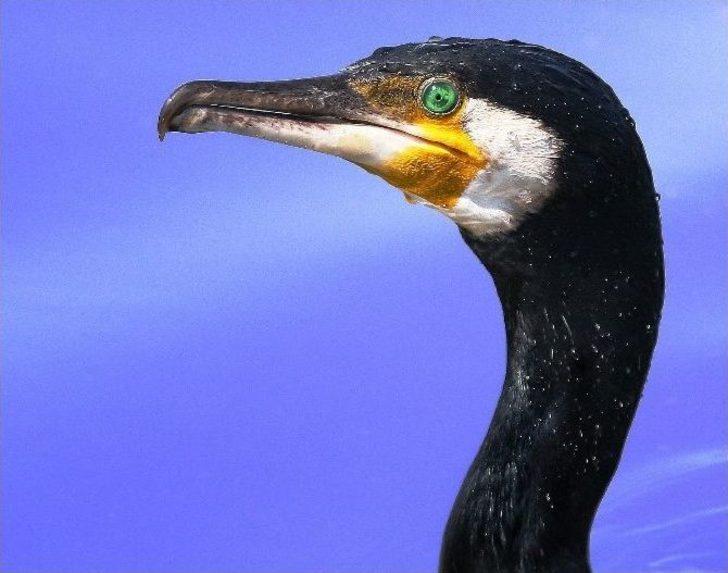 (özel Haber) Bir Cennet Yok Oluyor! G3