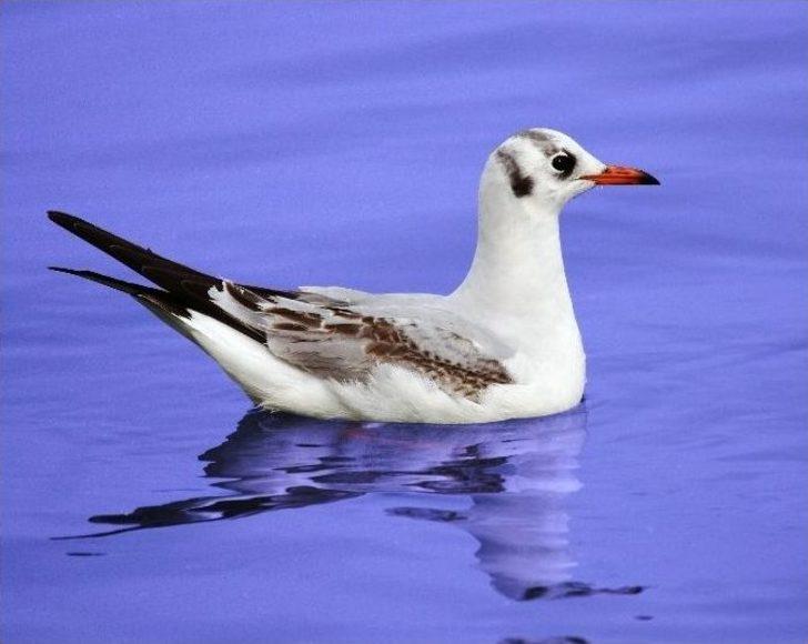 (özel Haber) Bir Cennet Yok Oluyor! G5