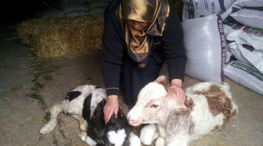 Bartınlı &Ccedil;ift&ccedil;inin İkiz Buzağı Sevinci