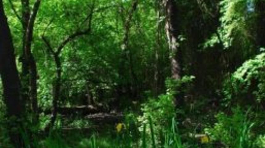 K&ouml;yceğiz&rsquo;de &rsquo;sığla Ağacı Dikim Şenliği&rsquo; Yapılacak