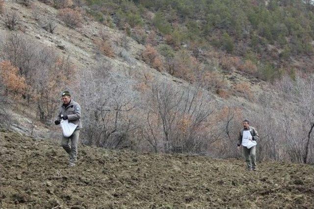 Gümüşhane’de Yaban Hayatı İçin Nadastaki Tarlalar Ekiliyor