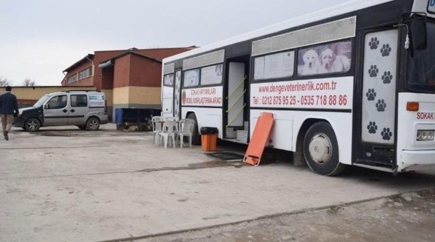 Şuhut&rsquo;ta Sokak Hayvanları Rehabilite Edilmeye Başlandı