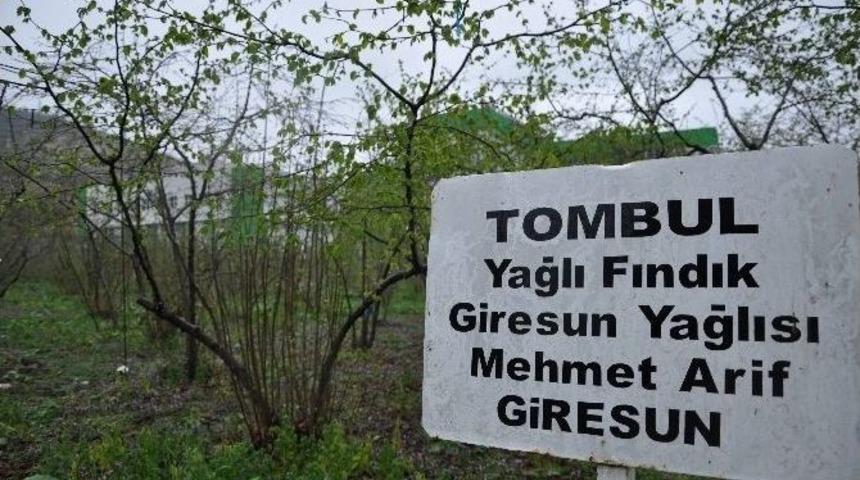 Fındık &Uuml;reticilerine Bakım Uyarısı