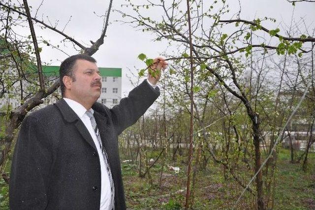 Fındık Üreticilerine Bakım Uyarısı