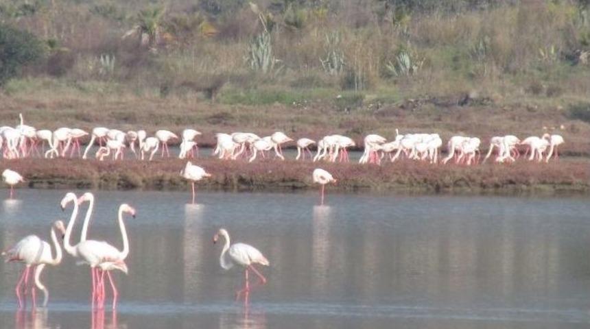 Orman Ve Su İşleri 4. B&ouml;lge M&uuml;d&uuml;rl&uuml;ğ&uuml; Su Kuşu Sayımlarını Tamamladı