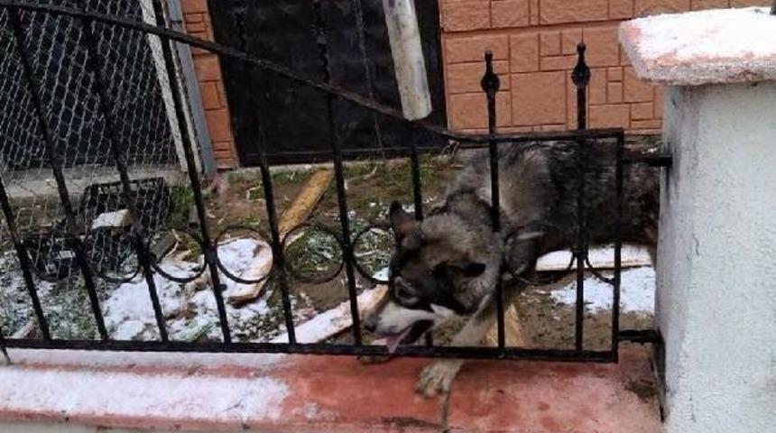 Korkuluklara Kafası Sıkışan K&ouml;peği Itfaiye Kurtardı