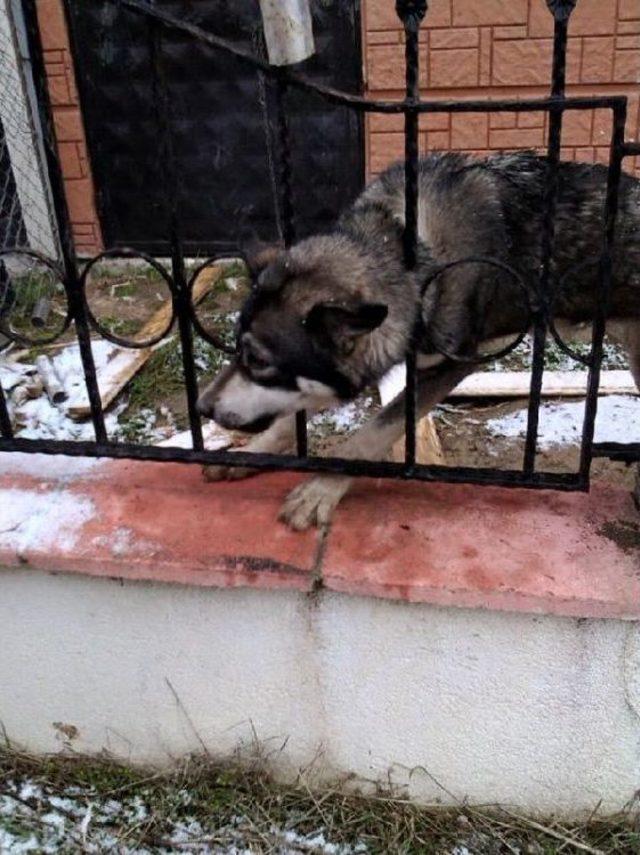 Korkuluklara Kafası Sıkışan Köpeği Itfaiye Kurtardı