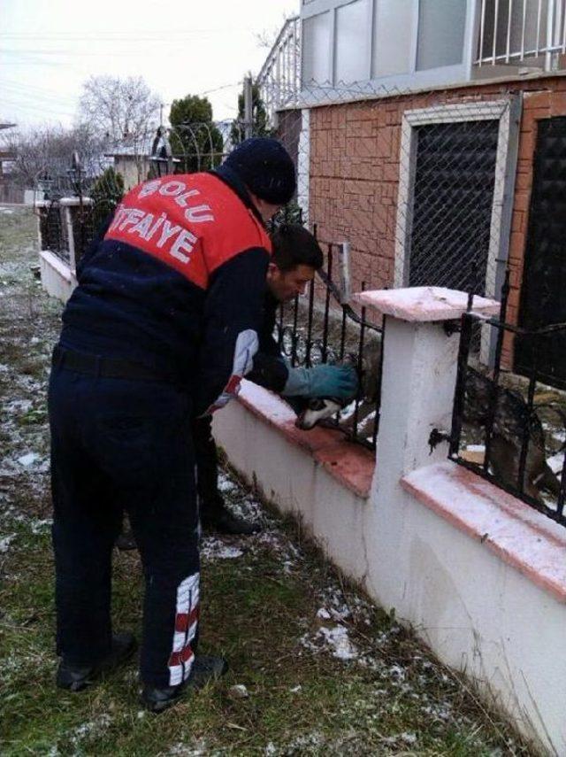 Korkuluklara Kafası Sıkışan Köpeği Itfaiye Kurtardı