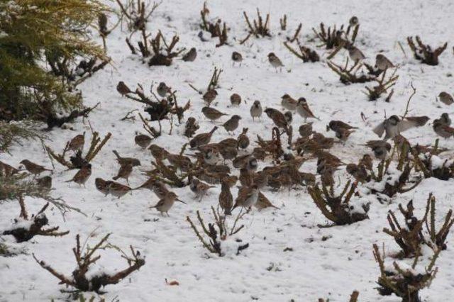 Sivas Kar Altında 3