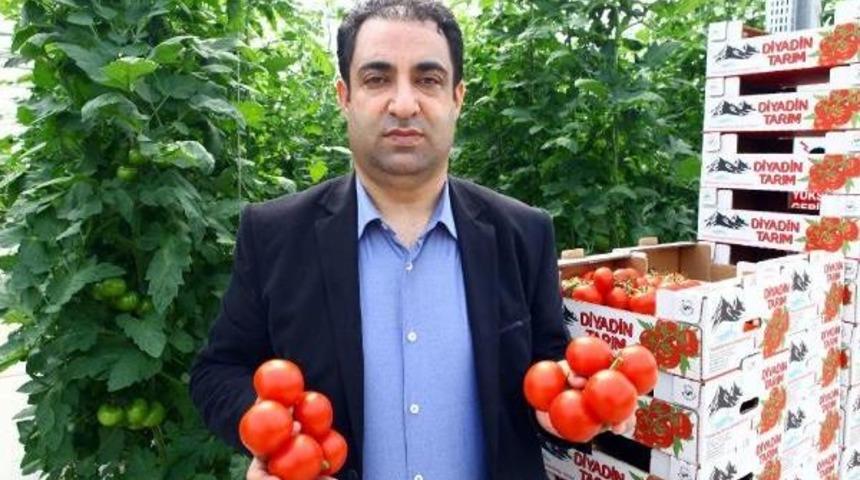 Eksi 35 Derecede &Uuml;retilen Ilk Salkım Domatesler