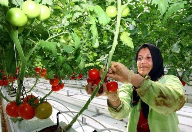 Eksi 35 Derecede &Uuml;retilen Ilk Salkım Domatesler 1