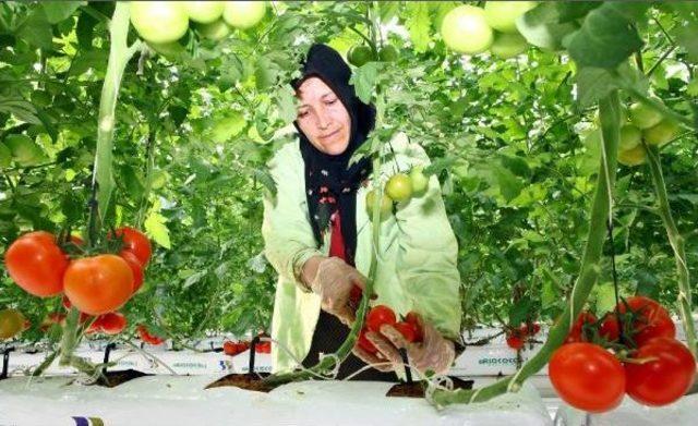 Eksi 35 Derecede &Uuml;retilen Ilk Salkım Domatesler 2