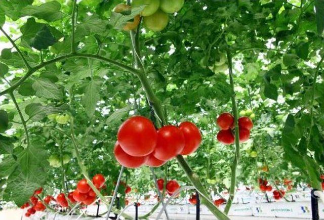 Eksi 35 Derecede &Uuml;retilen Ilk Salkım Domatesler 3