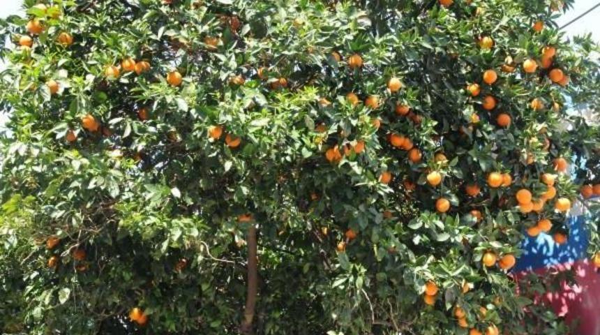 Kenti Portakal &Ccedil;i&ccedil;eği Kokusu Sardı