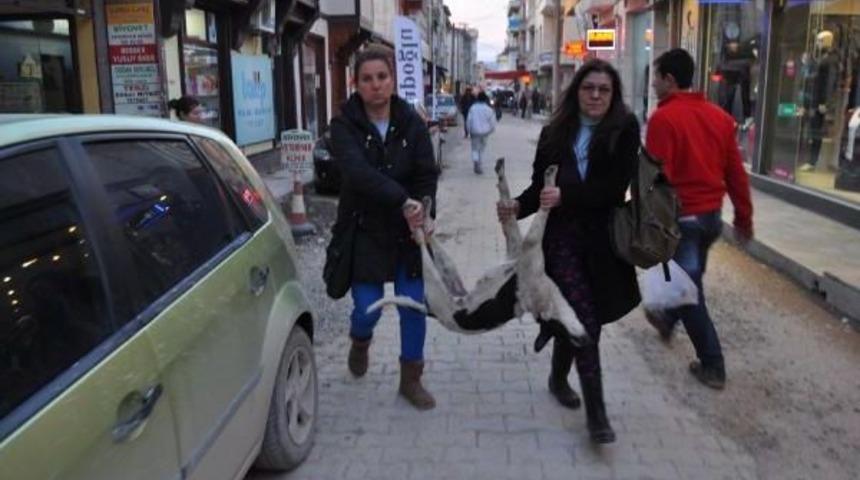 Vurulan K&ouml;peği İznik Belediyesi &Ouml;n&uuml;ne Bıraktılar