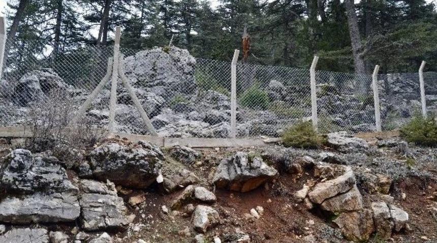 Şakayıklar Koruma Altına Alındı