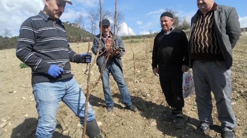 Niksar&rsquo;da Cevizde Budama Ve Aşı Kursu Verildi