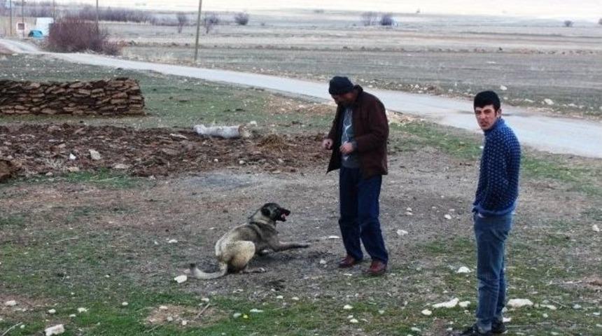 (&ouml;zel Haber) G&uuml;rpınar&rsquo;da Kuduz Alarmı