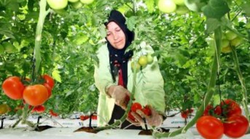 Dondurucu Soğukta Domates &Uuml;retimi