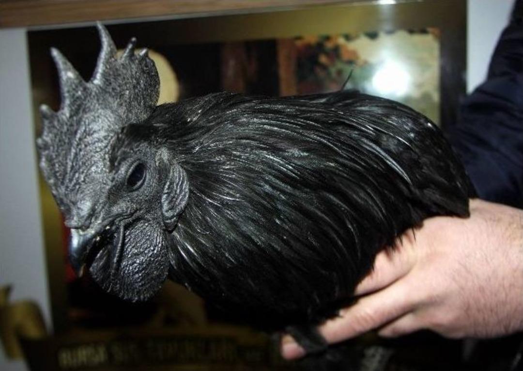 (&ouml;zel Haber) Bu Tavuklar Araba Fiyatına Satılıyor