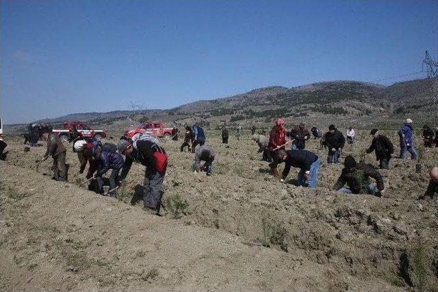 Eskişehir Kent Konseyi&rsquo;nden 2 Bin Kara &Ccedil;am Fidanı 1