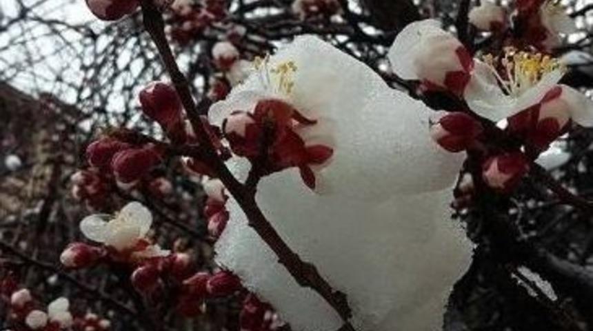 Kayısı &Uuml;reticisinin Endişeli Bekleyişi S&uuml;r&uuml;yor