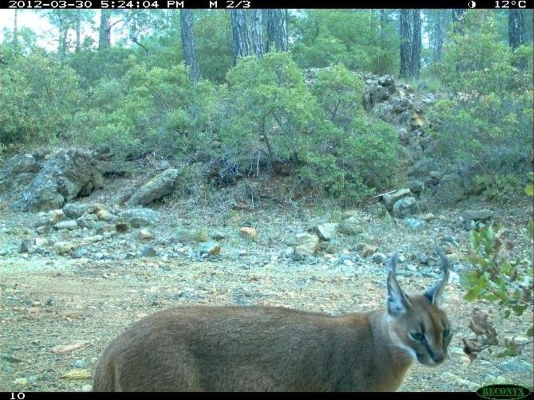 Yaban Ke&ccedil;isi Yavrularına K&ouml;pek Tehdidi
