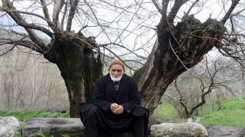 (&ouml;zel Haber) Asırlık Ağa&ccedil;lar İlgi Bekliyor