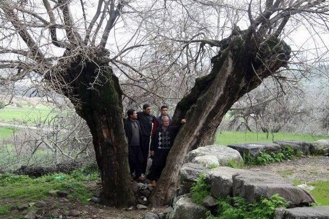 (özel Haber) Asırlık Ağaçlar İlgi Bekliyor