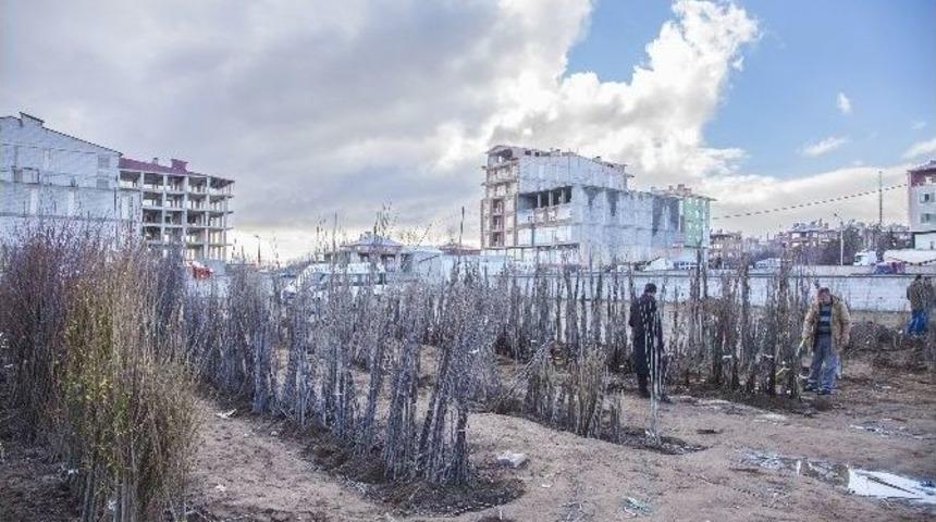 20 Bin Fidan Toprakla Buluşacak