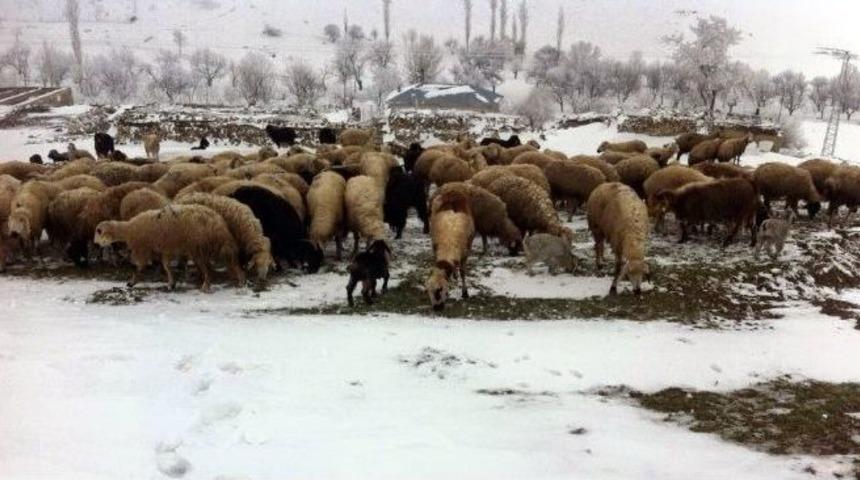 Kaybolan &Ccedil;oban Ve Koyun S&uuml;r&uuml;s&uuml;ne 24 Saat Sonra Ulaşıldı