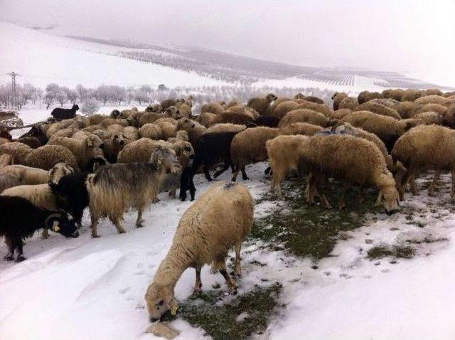 Kaybolan Çoban Ve Koyun Sürüsüne 24 Saat Sonra Ulaşıldı