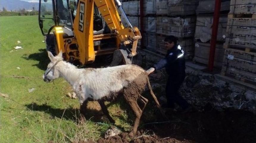 İtfaiyeden Eşek Kurtarma Operasyonu