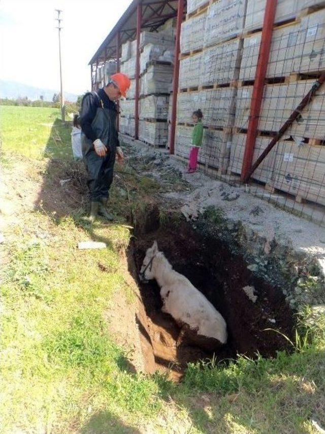 İtfaiyeden Eşek Kurtarma Operasyonu