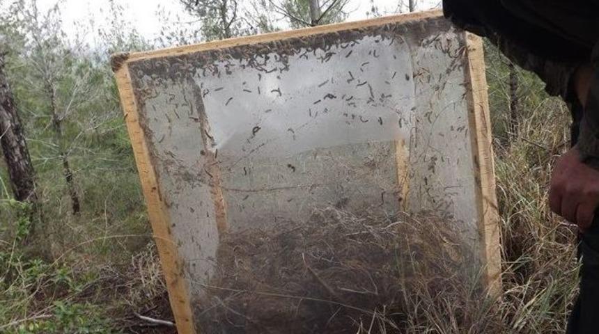 Biyolojik M&uuml;cadelede Tel Kafes Y&ouml;ntemi