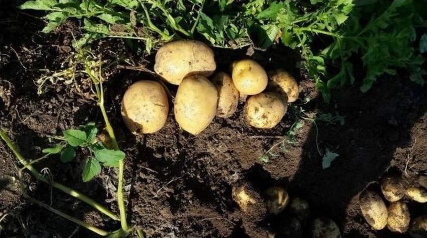 (&ouml;zel Haber) Vatandaşa &rsquo;kuru &Ccedil;&uuml;r&uuml;kl&uuml;k&rsquo; Hastalıklı Tohumdan &Uuml;retilen Patatesleri Cips Yapıp Yedirdiler