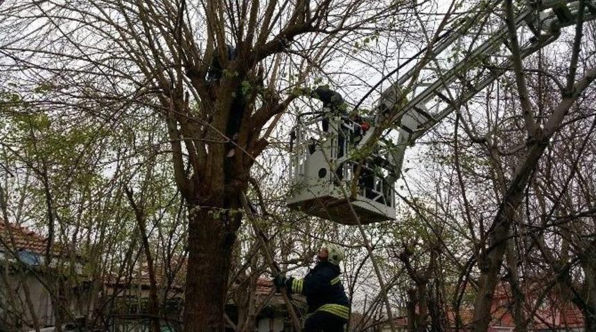 Budamak İ&ccedil;in &Ccedil;ıktığı Ağa&ccedil;ta Mahsur Kaldı