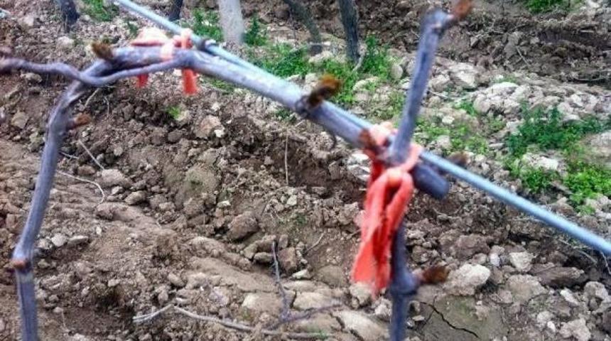 Alaşehir Ve Sarıgöl'de Üzüm Bağlarını Don Vurdu