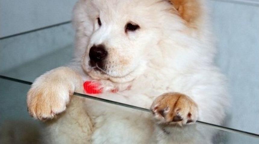 Rizeli’nin Çin Aslanı Sevgisi