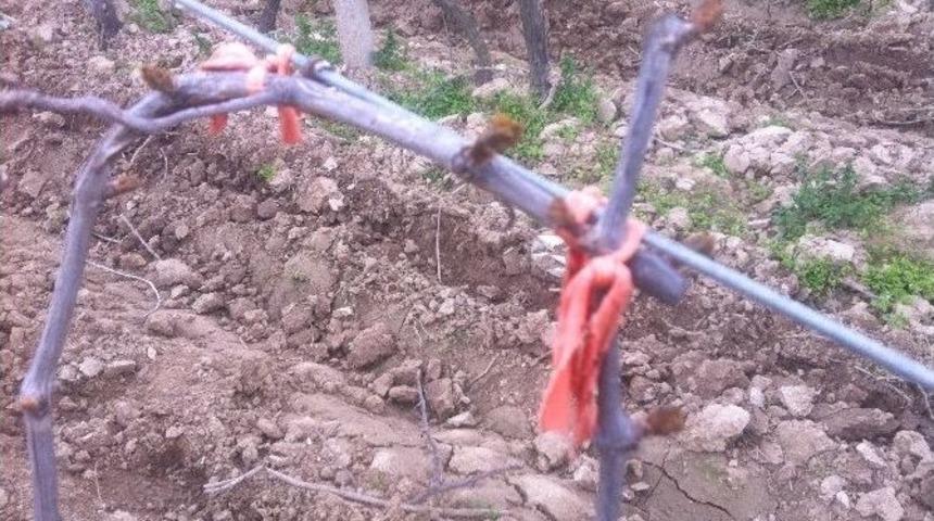 &Uuml;z&uuml;m Bağlarını Don Vurdu