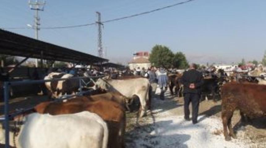 Şarkikaraağa&ccedil; Hayvan Pazarı Şap Hastalığı Sebebiyle Kapatıldı