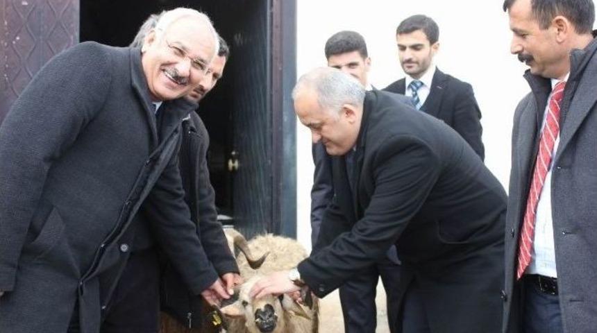 Damızlık Ko&ccedil; Dağıtımı Yapıldı