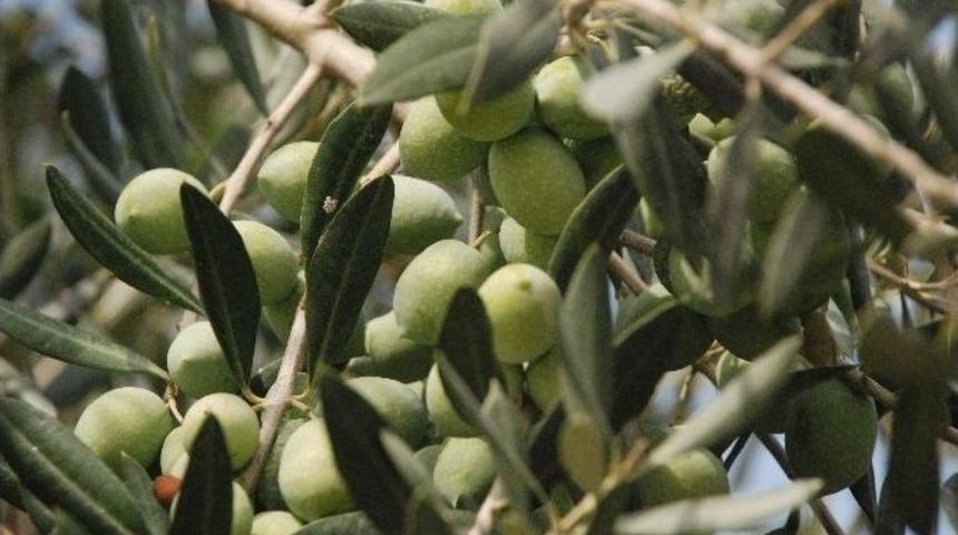 Aydınlı Zeytinciye Halkalı Leke İla&ccedil;lama Uyarısı